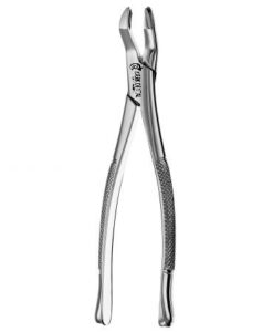 53L UPPER MOLARS, ATLAS