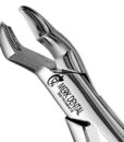 53R UPPER MOLARS, ATLAS 1 53R UPPER MOLARS, ATLAS 1